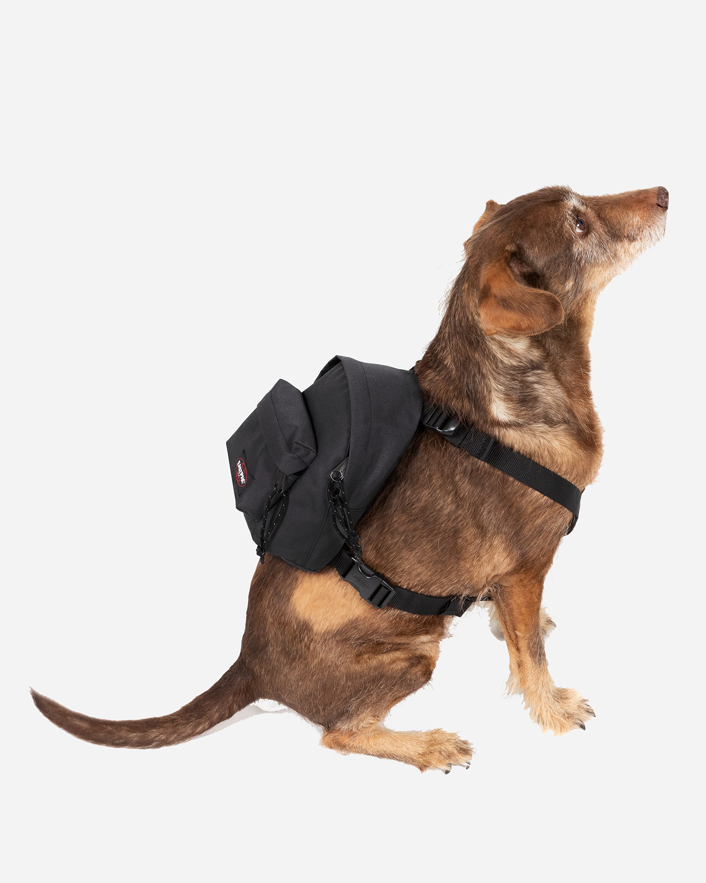 Zaino EASTPAK DOG PAK'R  - Nero - 4 | Cisalfa Sport